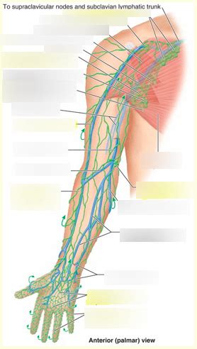 Diagram Of Superior Venous Drainage Lymphatics Of The Upper Limb