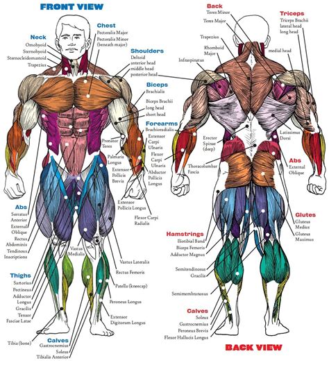 Anatomy Of The Human Body Muscles Diagram