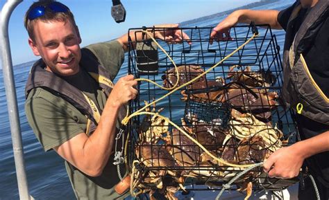 Puget Sound Dungeness Crabbing Riptidefish Puget Sound Crab