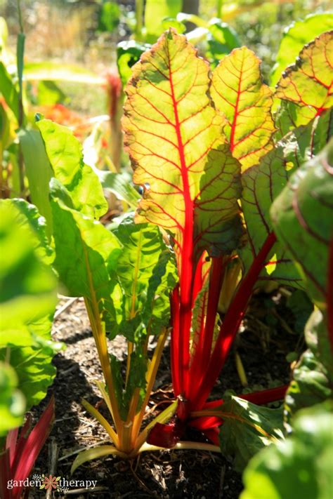 Growing A Swiss Chard Plant And How To Eat It Garden Therapy