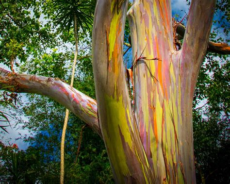 The Story Of Our Eucalypts Curious