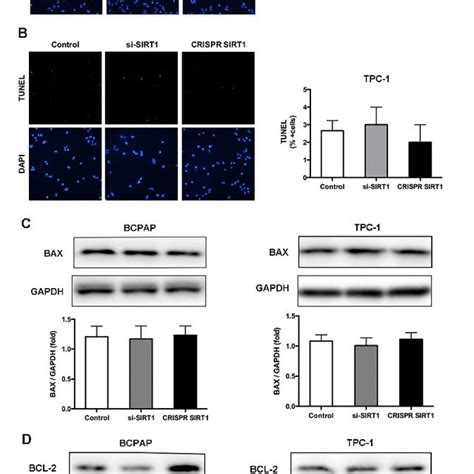 Sirt Promoted Cell Proliferation Of Braf V E Mutated Ptc Cells A