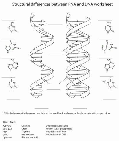 50 Dna Base Pairing Worksheet – Chessmuseum Template Library