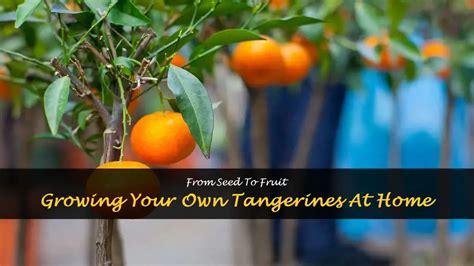 From Seed To Fruit Growing Your Own Tangerines At Home Shuncy