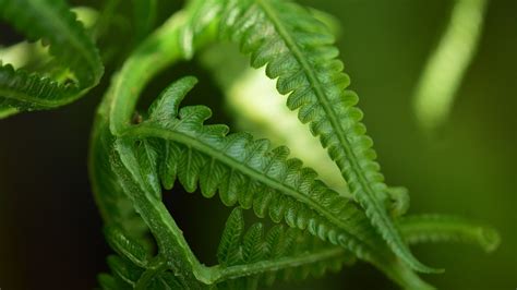 Feuille Fougère Fronde Photo gratuite sur Pixabay Pixabay