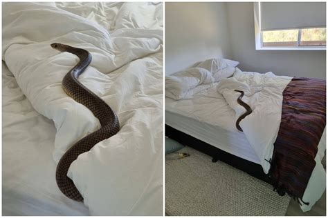 Horror As Woman Finds Deadly 6ft Snake In Her Bed Never Sleeping