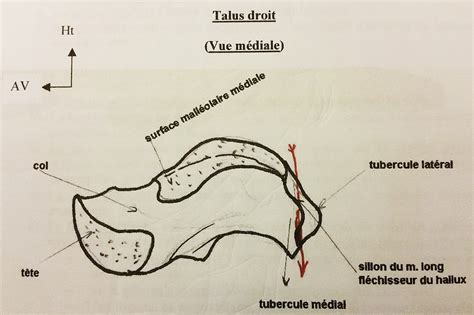 Le Tarse Cours De Biologie Sur EBiologie Fr