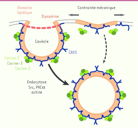 Cav Olines Et Cav Oles Structure Endocytose Et M Canosensibilit