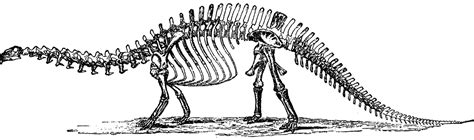 Free Dinosaur Skeleton Cliparts Download Free Dinosaur Skeleton