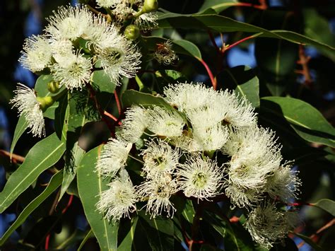 20 Seeds Eucalyptus Citriodora Tree Seeds Lemon Scented Gum Smooth