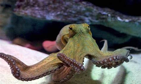 Do Octopus Make Good Pets? Facts, Risks Types Pet Keen, 59% OFF