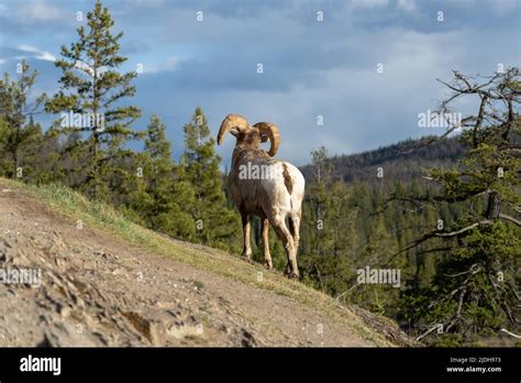 Standing Bighorn Sheep Ovis Canadensis Ram Portrait Canadian Rockies