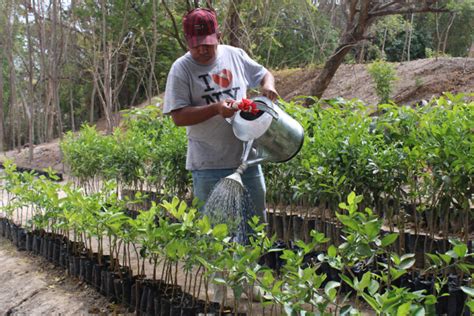 Herramientas Esenciales Para El Mantenimiento Y Manejo De Un Vivero