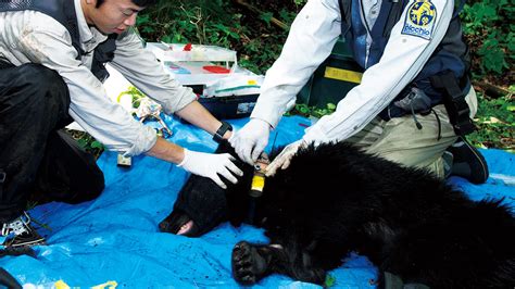 クマ保護管理について 特定非営利活動法人ピッキオ