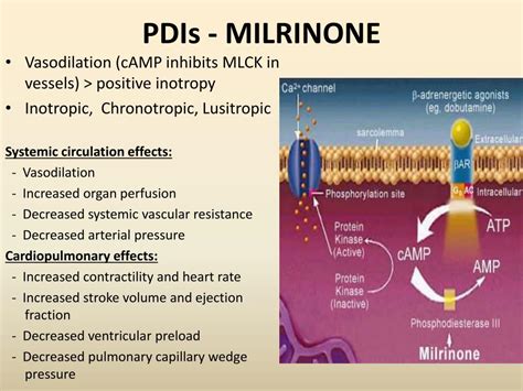 Ppt Cardiac Inotropes Powerpoint Presentation Free Download Id5013599