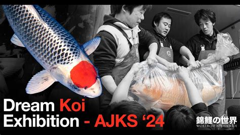 Dream Koi Exhibition All Japan Koi Show 24 Youtube