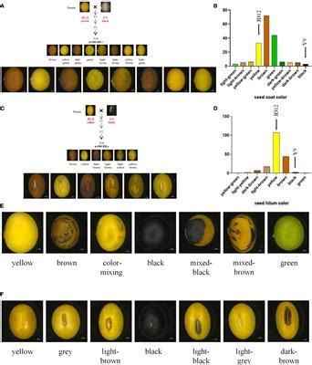 Frontiers Identification Of Candidate Genes For Soybean Seed Coat