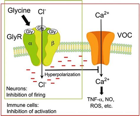 What Is Glycine And Molecular Weight Glycine Neurotransmitter For Sleep