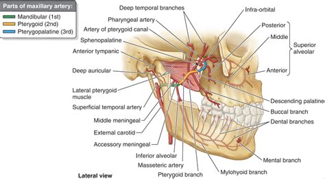 Maxillary Artery Major Branches Diagram Quizlet Hot Sex Picture