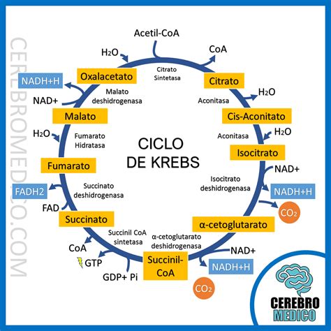 Ciclo De Krebs Quг Es Y Pasos Esquema Enciclopedia Significados