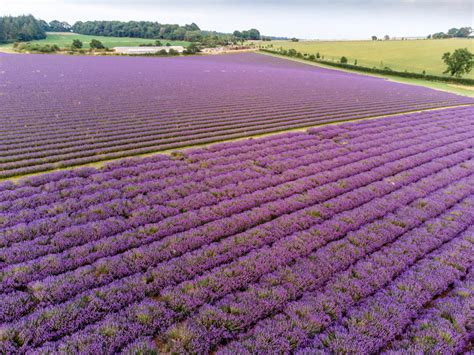 Lavender Fields – Cotswold Lavender