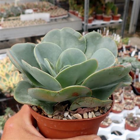 Echeveria Gigantea Form 1 Uhlig Kakteen More Than 5 000 Different