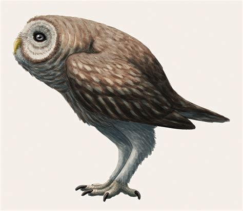 Ornimegalonyx A Giant Terrestrial Owl From The Nix Draws Stuff