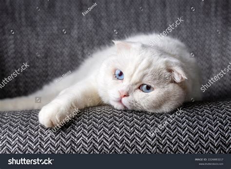 White Scottish Fold Kittens