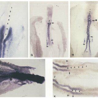 Pattern Of Lunatic Fringe Expression In A Stage Chick Embryo At The