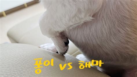 ㅋㅋㅋㅋㅋㅋ똘끼영어쌤이 해마에 빙의되서 놀아주면 강아지 강아지일상브이로그 반려견 반려인 반려인소통 말티즈 말티즈