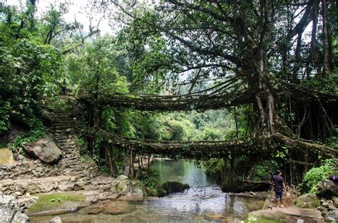 India S Amazing Living Root Bridges Will Blow Your Mind