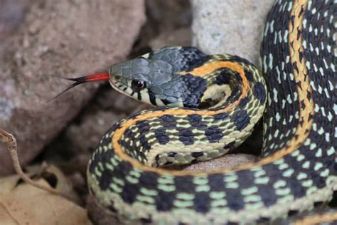 Garter Snakes In Colorado Imp World