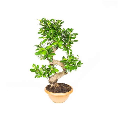 Ficus Microcarpa S Shape Cm