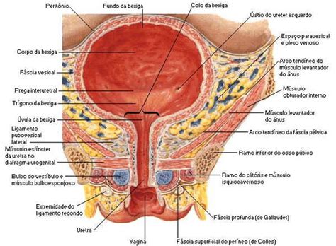 Quantos Ml A Bexiga Suporta - Função da Bexiga urinária: anatomia e estruturas - Planeta Biologia