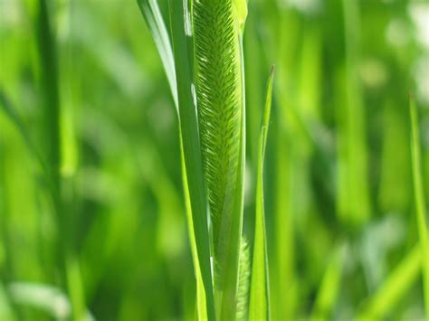 Fotos Gratis Naturaleza Césped Heno Prado Hoja Flor Verano Comida Verde Cultivo