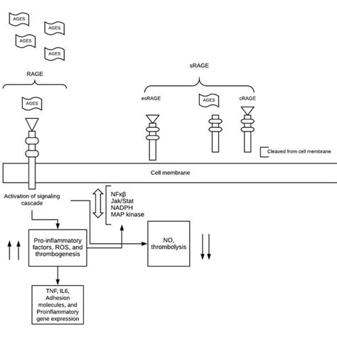 Illustration For Advanced Glycation End Product Receptors And Their