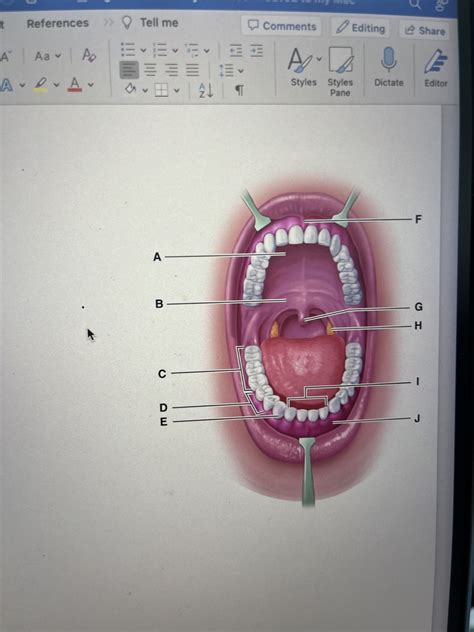 Mouth Diagram Quizlet