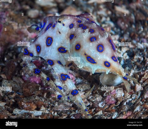 Blue Ringed Octopus Eating A Crab