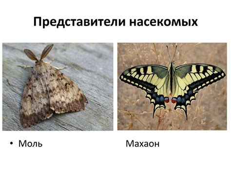 тип членистоногие - презентация онлайн