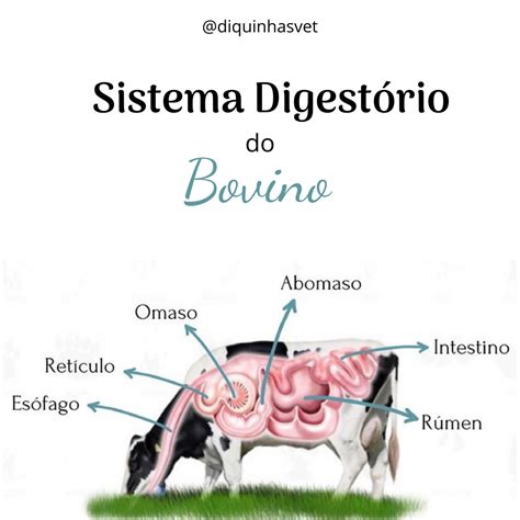 Sistema Digestivo Do Boi REVOEDUCA