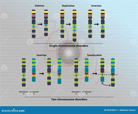 Chromosomal Translocation Stock Illustrations – 9 Chromosomal ...