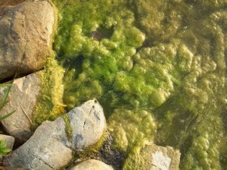 Pond algae is the first thing to show up in the pond