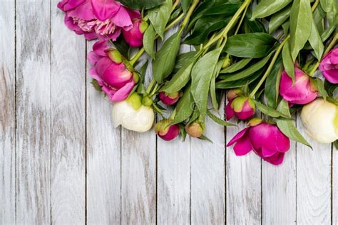 As Peônias Brancas E Cor de rosa Florescem Em Pranchas De Madeira