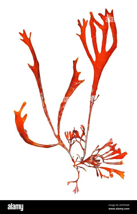 Gracilaria Foliifera Forsskal Borgesen Red Alga Florideophyceae