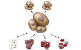 Purchase Stem Cells AcceGen