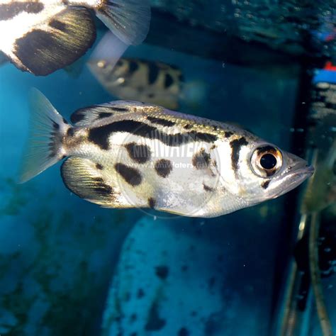 Toxotes Blythii Clouded Archerfish Shop Miniwaters Fish Online