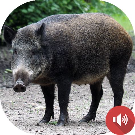 Wild Boar Sounds - Apps on Google Play