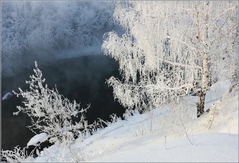 Береза в снегу у реки - Зима - Фото галерея - Галерейка