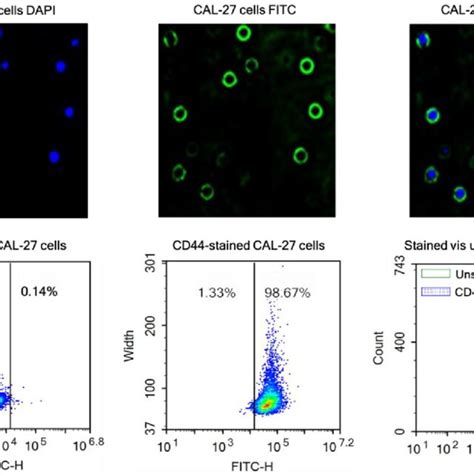 Cd Expression Detection In Cal Cells A Immunofluorescence