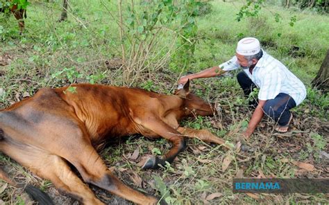 Bernama Lembu Mati Keracunan Penternak Rugi Rm